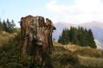 Saalbach Hinterglemm a dřevo